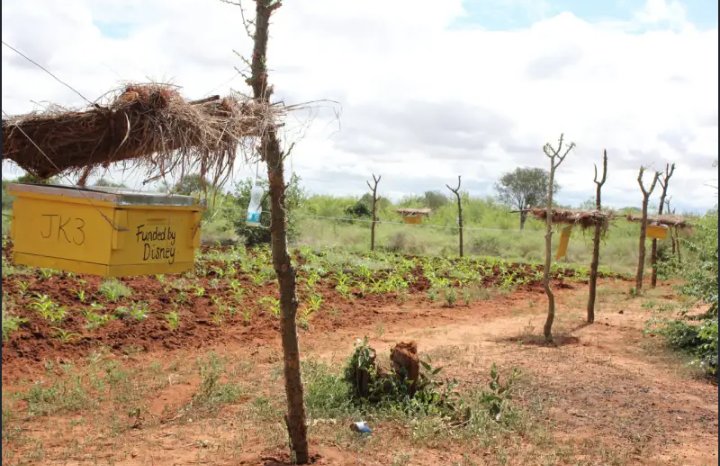 ecocolony's tweet photo. According to the study by @UniofOxford @KWSKenya @WRTIKenya and @SavetheElephant ,
Beehive fences have  safely kept elephants away from crops hence supporting both wildlife conservation and farmer's livelihoods in Kenya.

Nature's solution at work!
#DevelopWithNature https://t.co/u9Kw021ysm