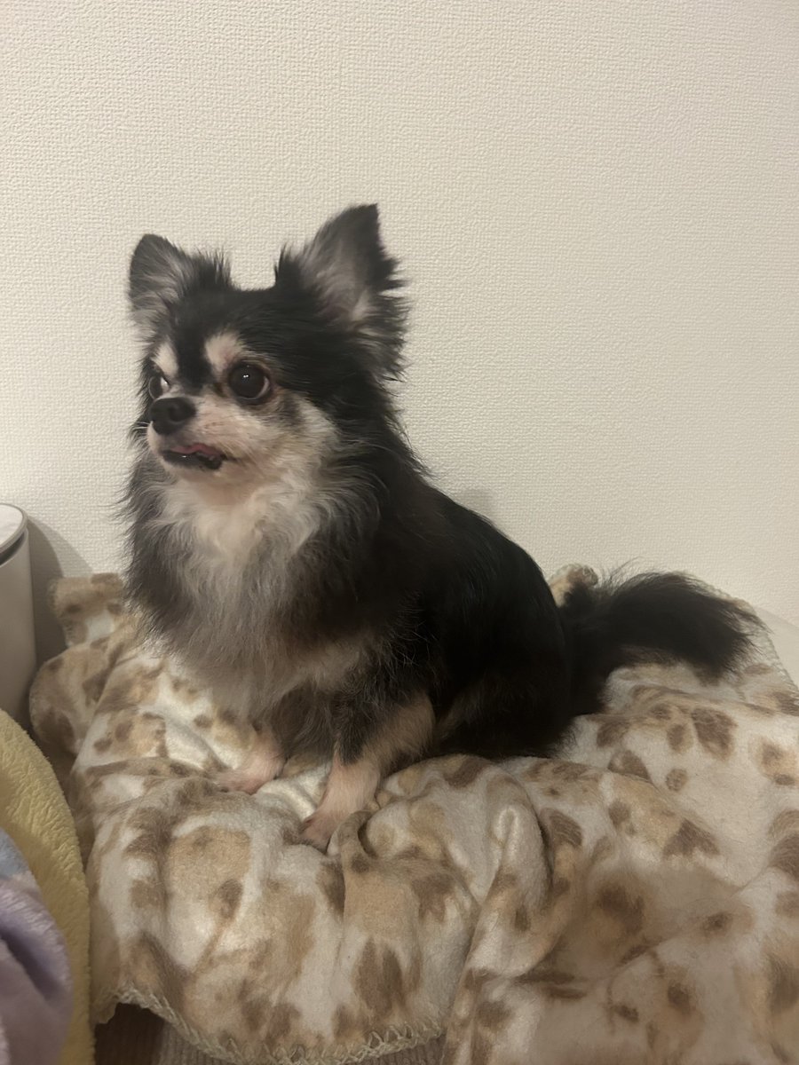 precious___dog's tweet photo. @0711016 そうなの。嗅ぎたくなる! https://t.co/I6uwwY9RkJ