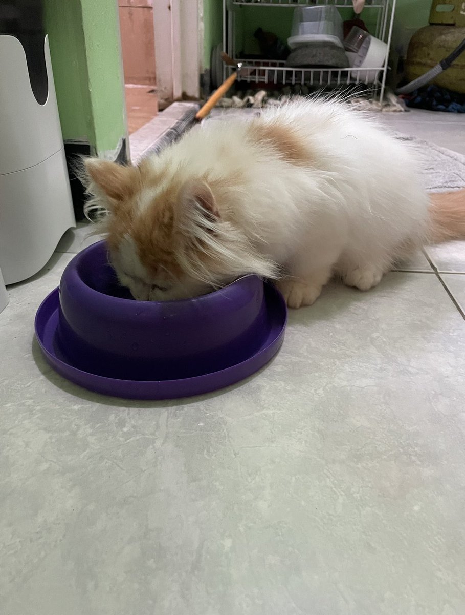 mami beli makanan kesukaan adek sampe sedus, pas udah di co eh besoknya adek pergi ke jembatan pelangi 🥹 nyesek bgt dek, mami beli sedus biar kamu puas makannya🥀 🐈