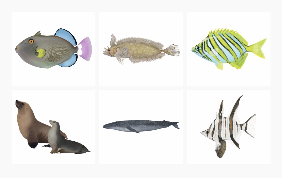minderoo's tweet photo. We’re building a global library of marine species genomes to revolutionise ocean conservation. Only 4% of marine fish species have been sequenced. We’re just getting started! 🐠🐡🐟🐙🐬
Learn more: https://t.co/s3Zxyqfp2h
#eDNA #Oceanomics https://t.co/HNlHc8m6zK