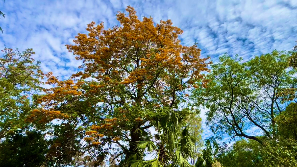 50 weeks of the year I curse the Silky Oak and the mess it makes. The other 2 weeks of the year it strikes a stunning pose.
