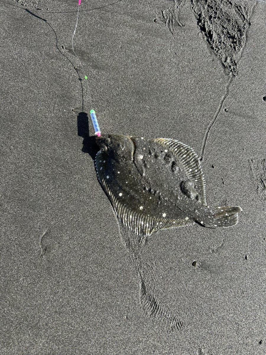 TAKADAI_Fishing's tweet photo. イシモチ君か https://t.co/e3UOD4sr7Q