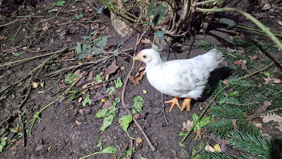 ldiundlidl's tweet photo. GM! #Kükencontent #chickensoftwitter https://t.co/Pxp1RSbfRw