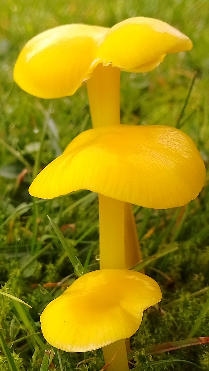 s4r4h_l's tweet photo. #SundayYellow with magnificent yellow waxcaps. #mushroons #fungi #vitaminN https://t.co/5zs0Z4TwOP