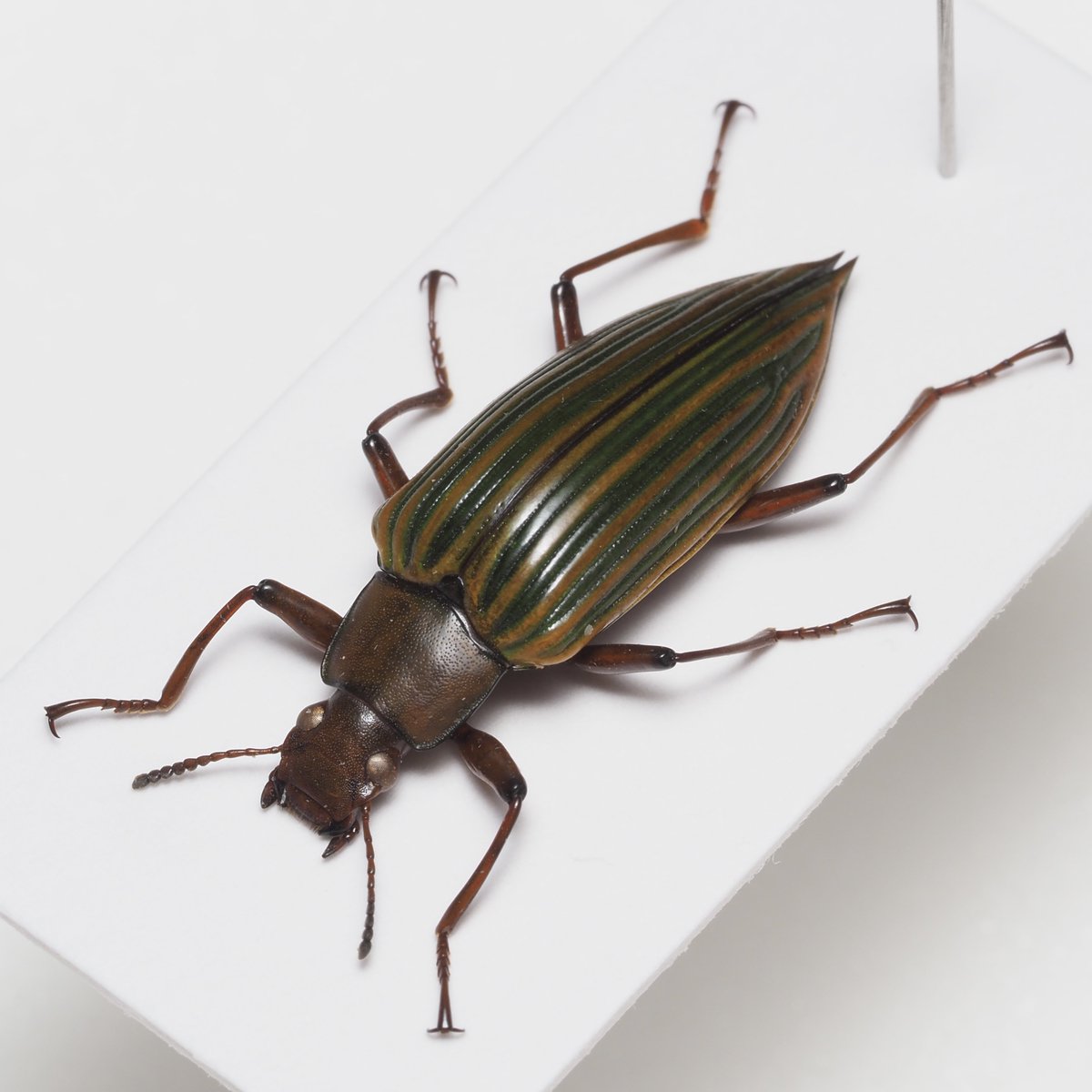 warabimochi_ic's tweet image. Peru🇵🇪