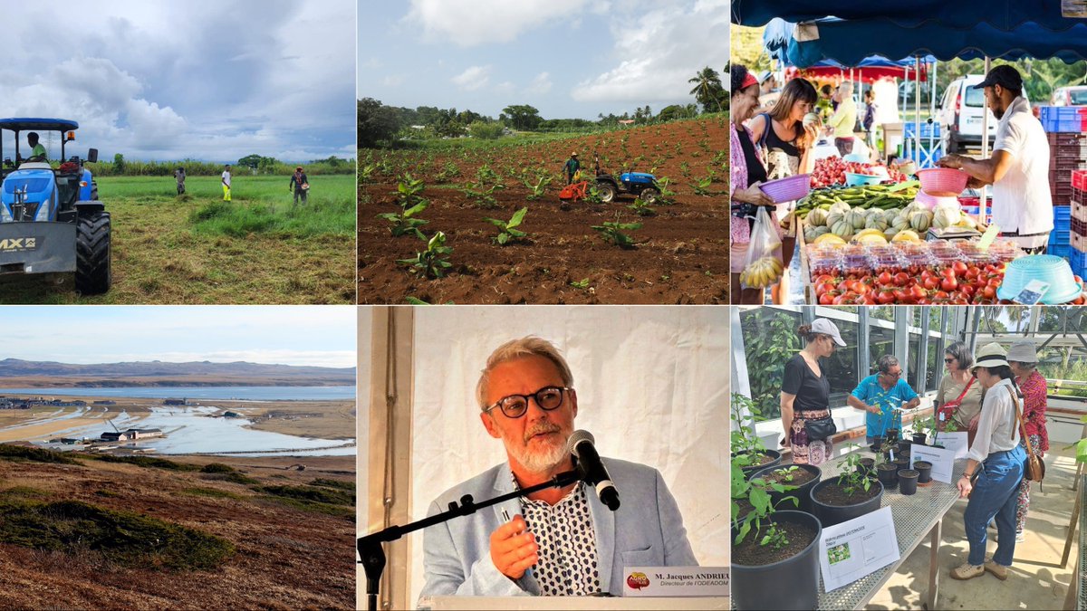 📰🌱#LIRE OU #RELIRE !

Cette semaine, Outremers360 s’est penché sur l’#Agriculture ultramarine, à l’occasion d’un #dossier en six actes, évoquant à la fois le désintérêt des jeunes à l’égard des filières agricoles, la question de la #SouverainetéAlimentaire et de l’adaptation au