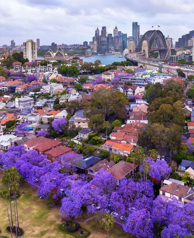 Rainmaker1973's tweet photo. Jacaranda blooming season is one of the most beautiful times of year. 

This is what Sydney looks like now. https://t.co/UpJA1GQONg