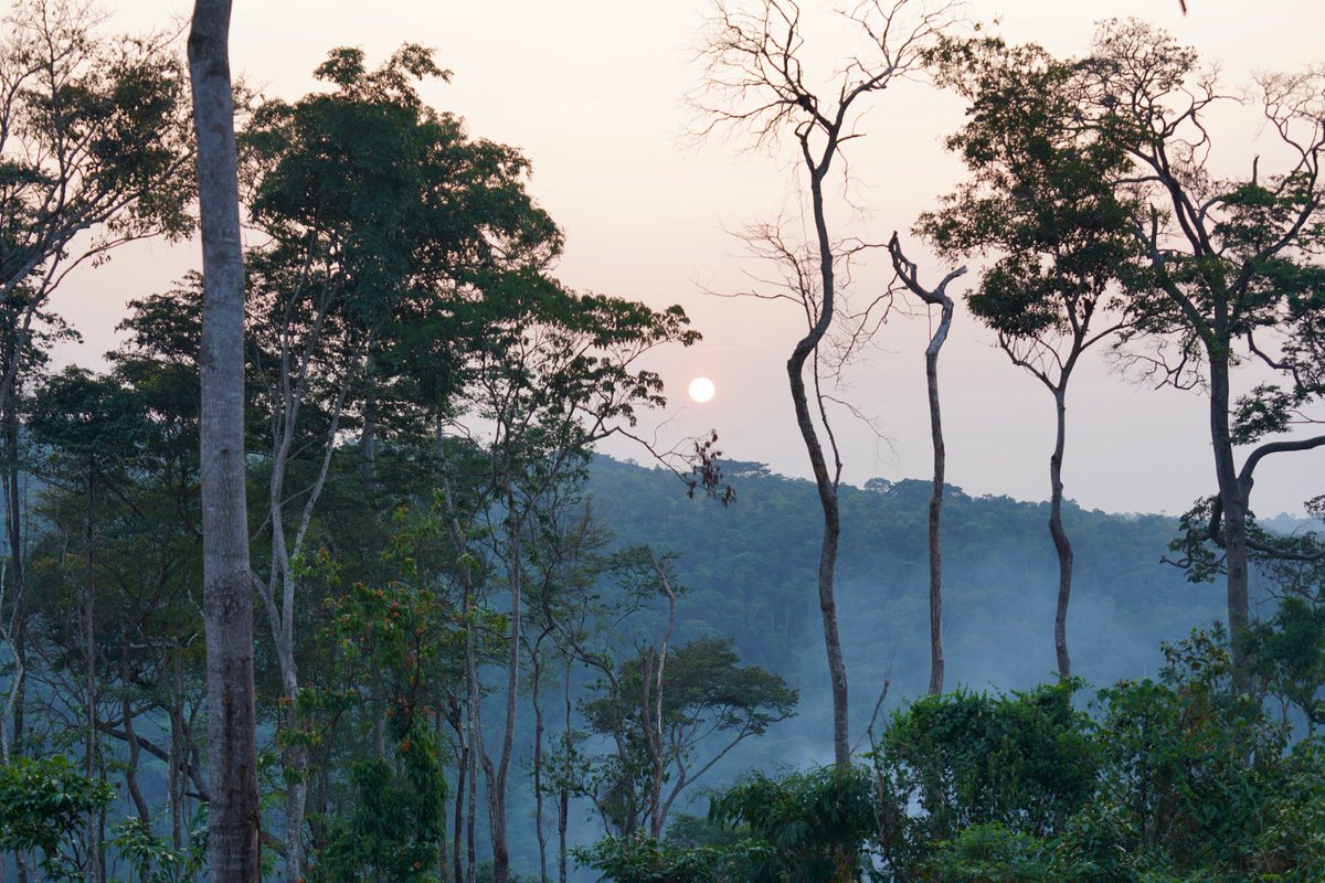 Le soleil se couche sur la forêt de Bombo Lumene. Bien qu’il s’agisse de la plus grande zone forestière intacte restante dans la province de Kinshasa, elle est gravement menacée par la production illégale de charbon.