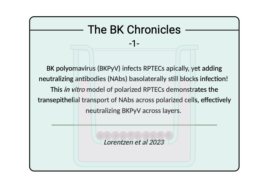 The BK Chronicles -1-: A great study by Lorentzen et al 2023! Check it out: doi.org/10.1371/journa… #BKPolyomavirus #KidneyResearch #Transplantation #Virology #pathology #CellBiology #Science