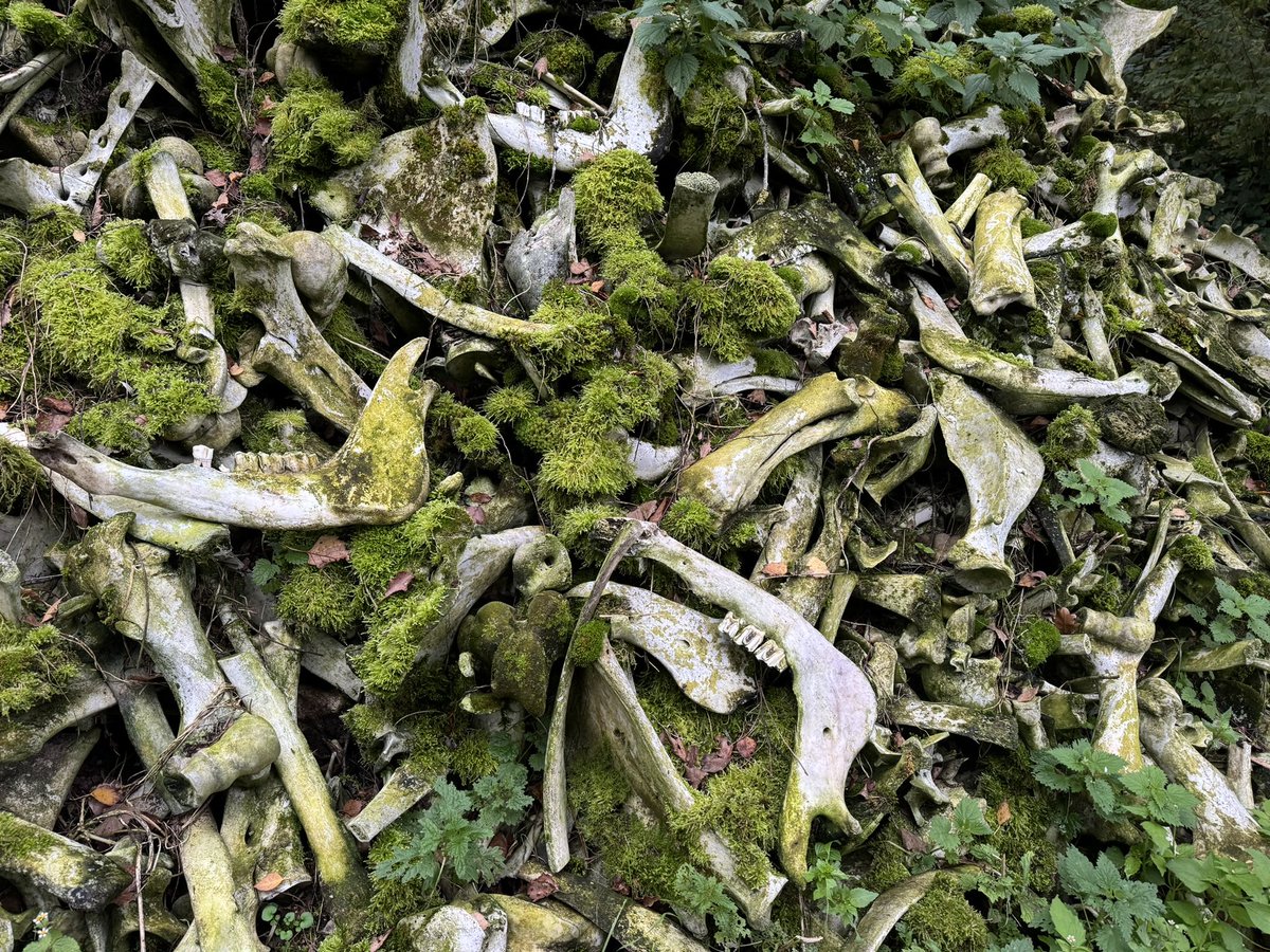 Ruud van der Velden (@ruudvdvelden010) on Twitter photo ‘In memoriam de koeien’.
Van slachtafval van een abattoir bouwde kunstenaar Herman de Vries een grafheuvel in het bos. Het roept associaties op met genocide en concentratiekampen.
Waarom rouwen we om huisdieren en laat de dood van andere dieren ons koud?
#verbekefoundation ‘In memoriam de koeien’.
Van slachtafval van een abattoir bouwde kunstenaar Herman de Vries een grafheuvel in het bos. Het roept associaties op met genocide en concentratiekampen.
Waarom rouwen we om huisdieren en laat de dood van andere dieren ons koud?
#verbekefoundation