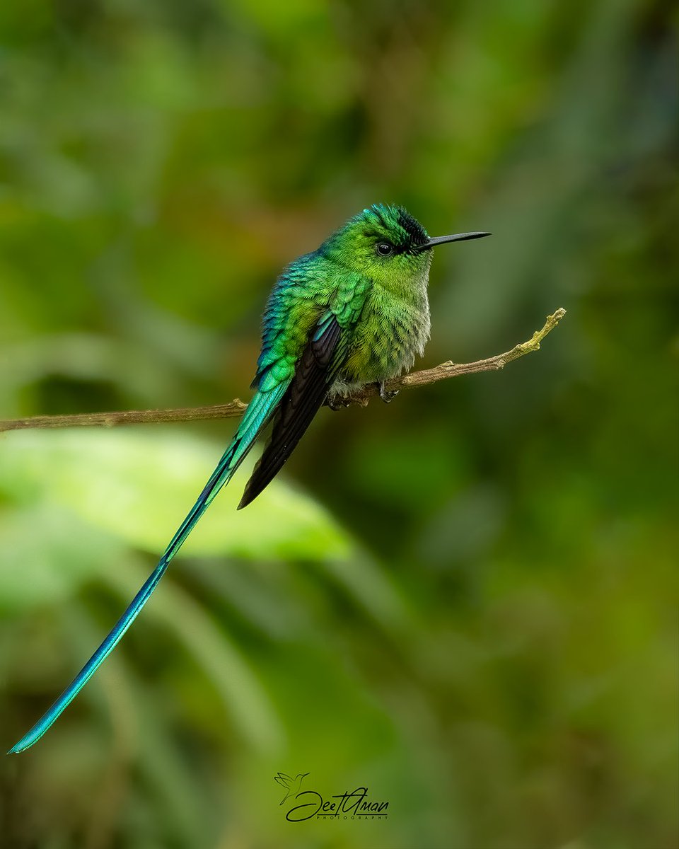 JeetAman Photography tweet media