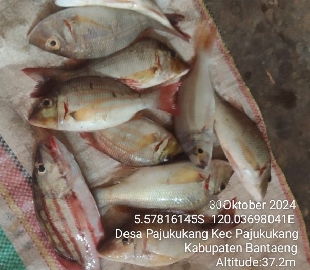 AnggunAngg25809's tweet photo. Mendampingi kelompok nelayan KUB Baru Jaya dalam akses pemasaran hasil tangkapan ikan dengan menggunakan alat tangkap jaring insang tetap di Desa Pajukukang Kec Pajukukang Kab Bantaeng https://t.co/TRGcuJqMXO