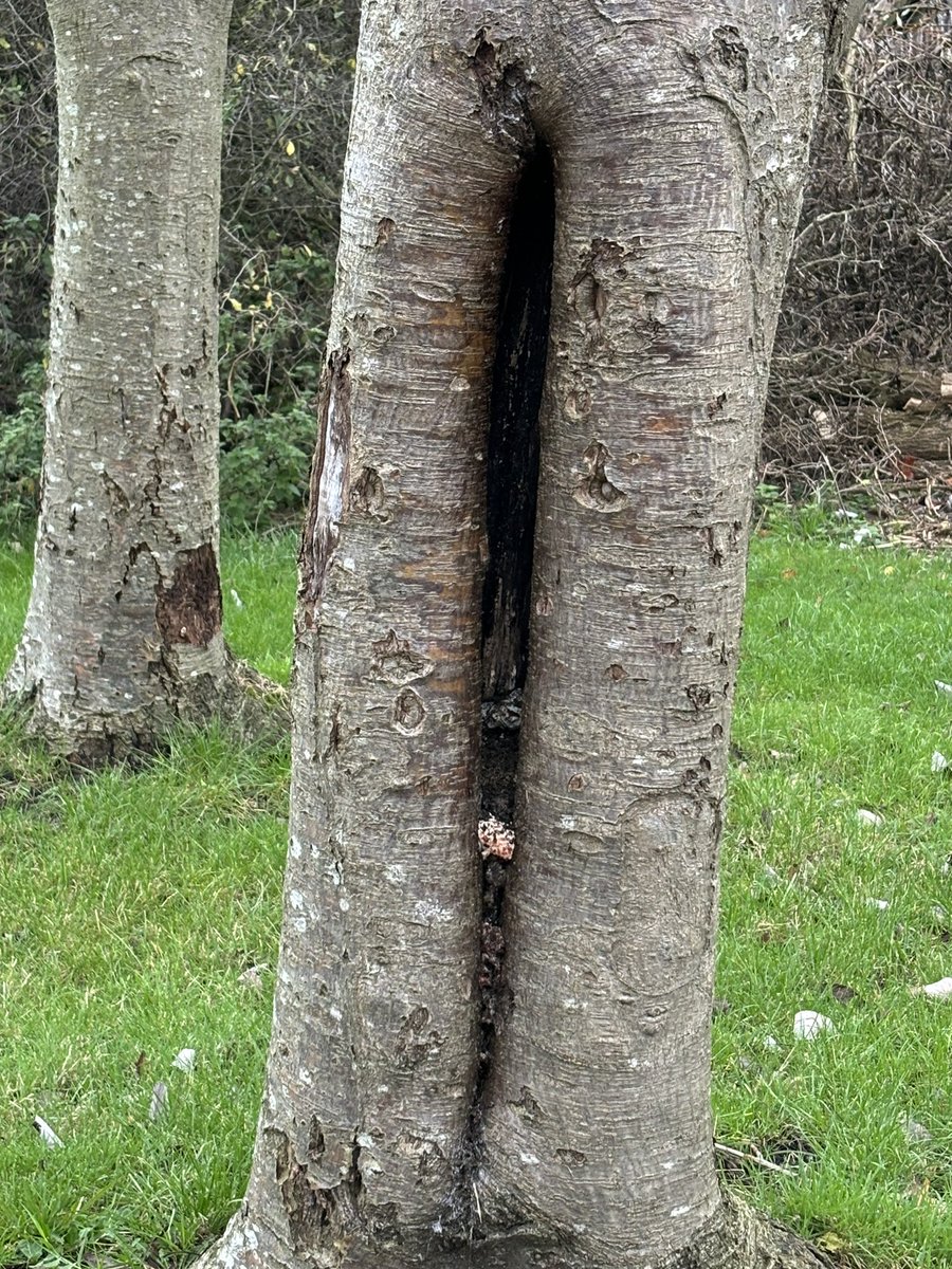 pixieboo77's tweet photo. Noah took a walk to explore the outdoors; he spotted birds nests, different coloured leaves and textures, flowers, berries, textures in trees, smells and insects. @BirstallAcad13 #ScienceDetectives https://t.co/up2VkRafOn