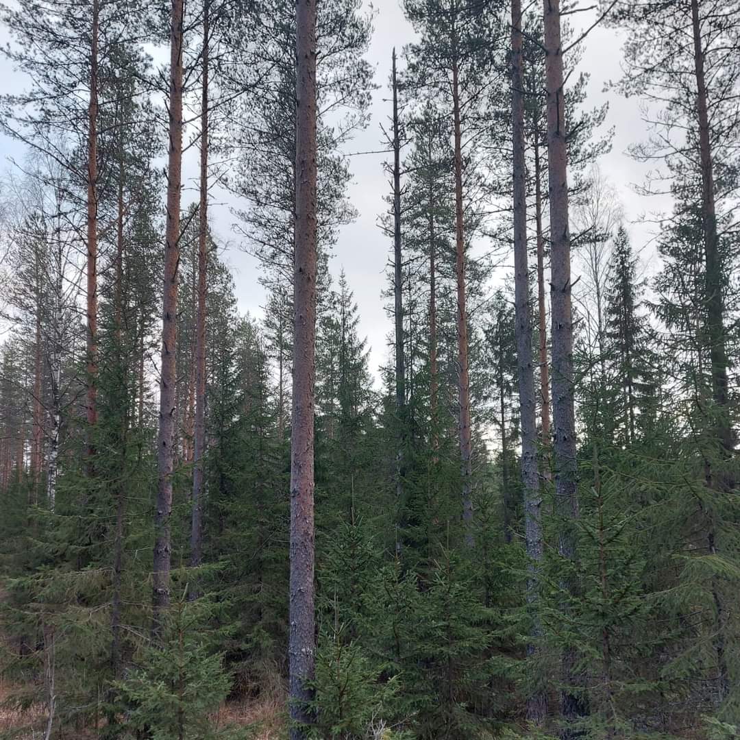 Mhy Etelä-Savon luonnonhoidon asiantuntija Miia ja metsäasiantuntija Jukka tutustuivat Etelä-Savon kuukkelireviireihin.  Nyt nähtiin 5 kuukkelia, ennätysmäärä täällä päin Miiallekin 😊 Samalla katsottiin vanhoja palokantoja, joissa oli uhanalaista jäkälälajistoa.