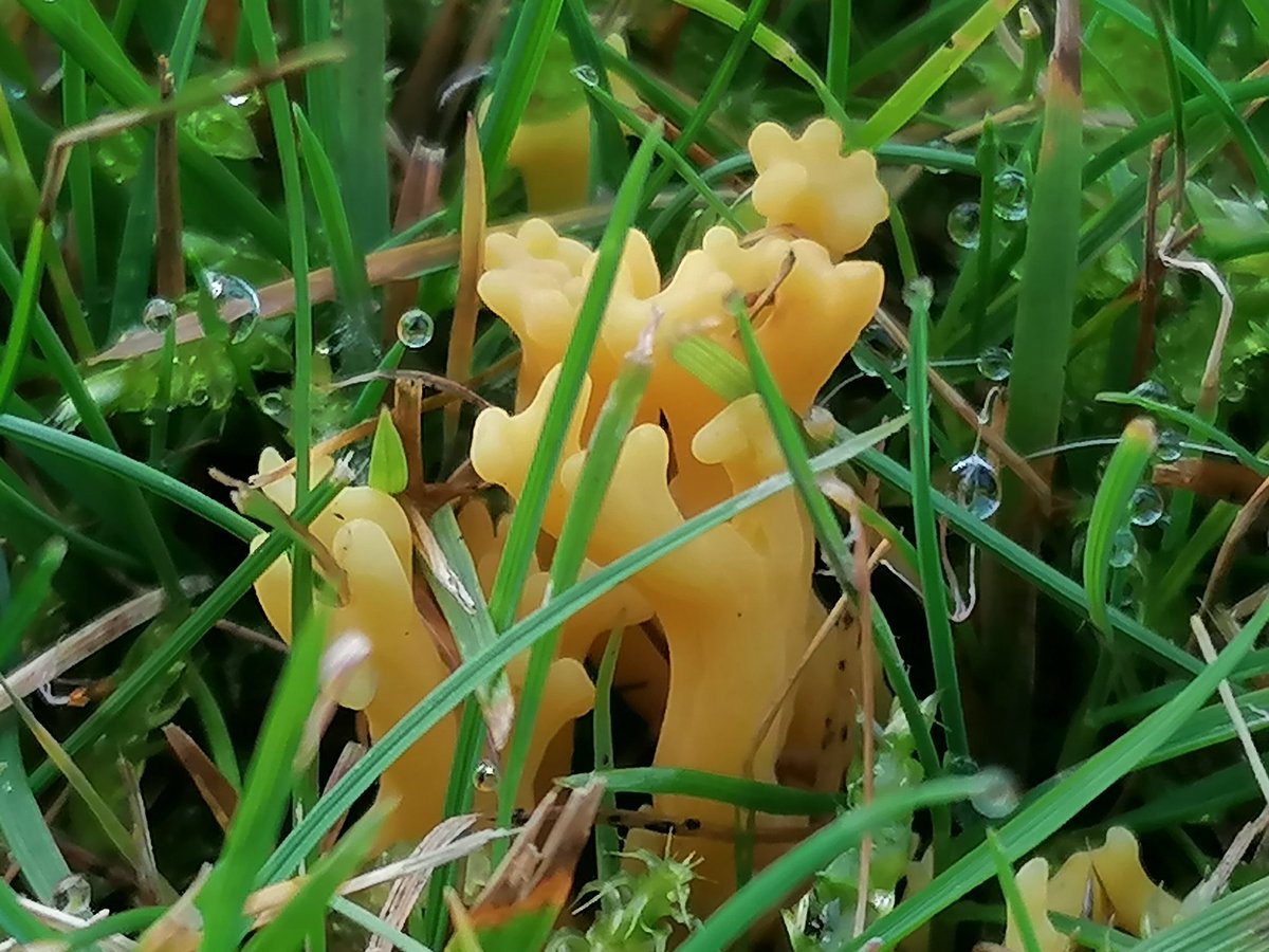 Yellow Stagshorn developing?