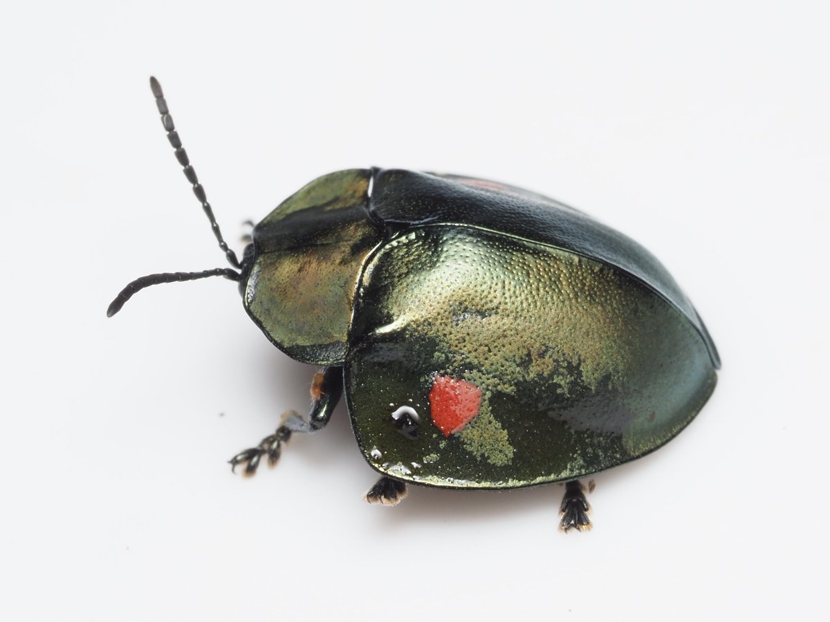 warabimochi_ic's tweet image. #Guatemala2023Sep