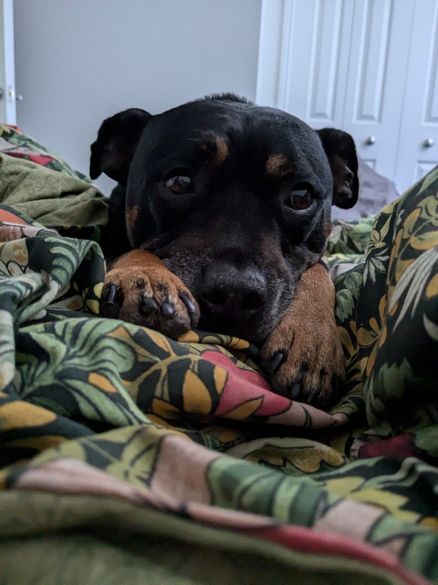 Animal Adoptions UK 🐕‍🦺🐈🐎❤️ tweet media