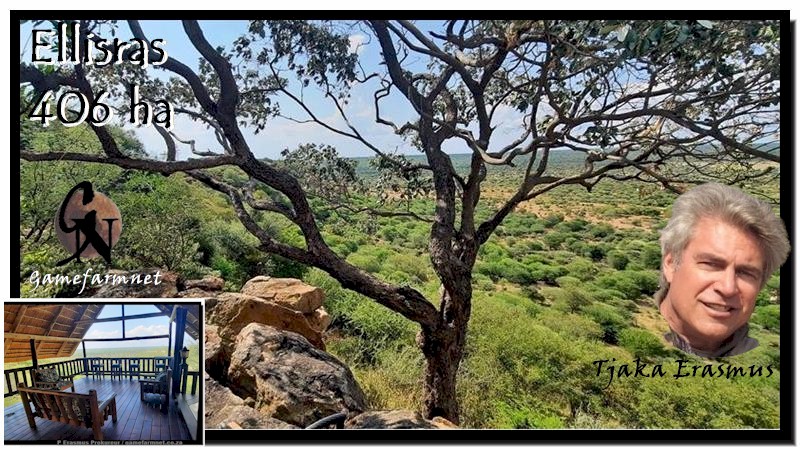 TjakaE's tweet image. LIGGING; NATUURSKOON; PASSIEWE INKOMSTE; LOPENDE SAAK! R7,5m onderhandelbaar. 406 ha. Ellisras (Lephalale). Goeie geboue. Baie wild. Wildplaas: 251. #ellisras #lephalale gamefarmnet.co.za/251detail.htm