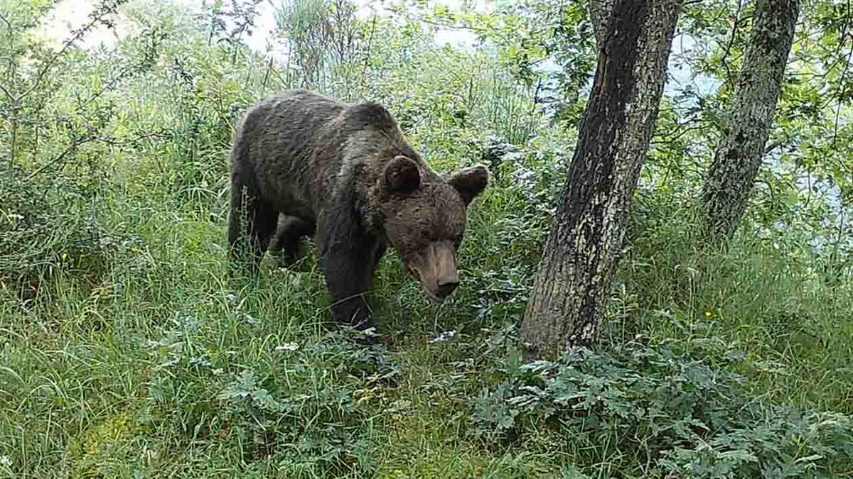 FAPASSPAIN's tweet image. FURTIVISMO DE OSOS ANTE LA JUSTICIA
El FAPAS se ha personado como acusación particular en el caso del oso muerto en una trampa en el occidente de Asturias
fapas.es/noticias/furti…