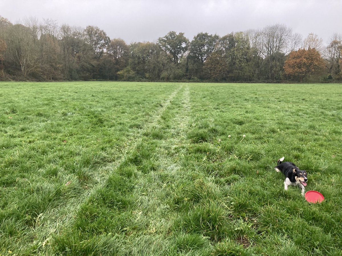 With #Tessthedog through the woods where she stalks squirrels (exhibit 1, top left) and suffers crushing disappointment when they escape up trees, but then into the field to catch the frisbee - see remaining photos as evidence) Rush and leap, never fails to catch it, great joy.