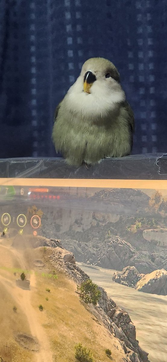 4474kusano's tweet photo. WOTでイライラしても、モニターの上を見上げればスヤスヤ寝てる癒しのインコ。
#ちくわ先生のWOT教室 https://t.co/dadG8c9GVA