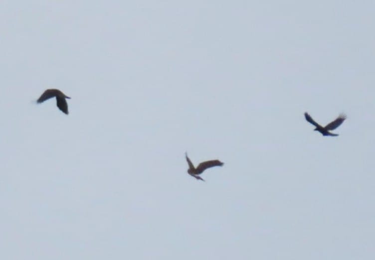Bucktonbirder now on Bluesky (@bucktonbirder) on Twitter photo Clopton, South Cambs this am, 220 Fieldfare SW, 200 Redwing (13 ringed) and the highlight a ring-tail Hen Harrier NW. With <a href="/Duerdenc1/">Duerden Cormack</a> <a href="/CambsBirdClub/">Cambs Bird Club</a> Clopton, South Cambs this am, 220 Fieldfare SW, 200 Redwing (13 ringed) and the highlight a ring-tail Hen Harrier NW. With <a href="/Duerdenc1/">Duerden Cormack</a> <a href="/CambsBirdClub/">Cambs Bird Club</a>