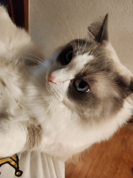 ナンナ
ただいま だっこちゃん 