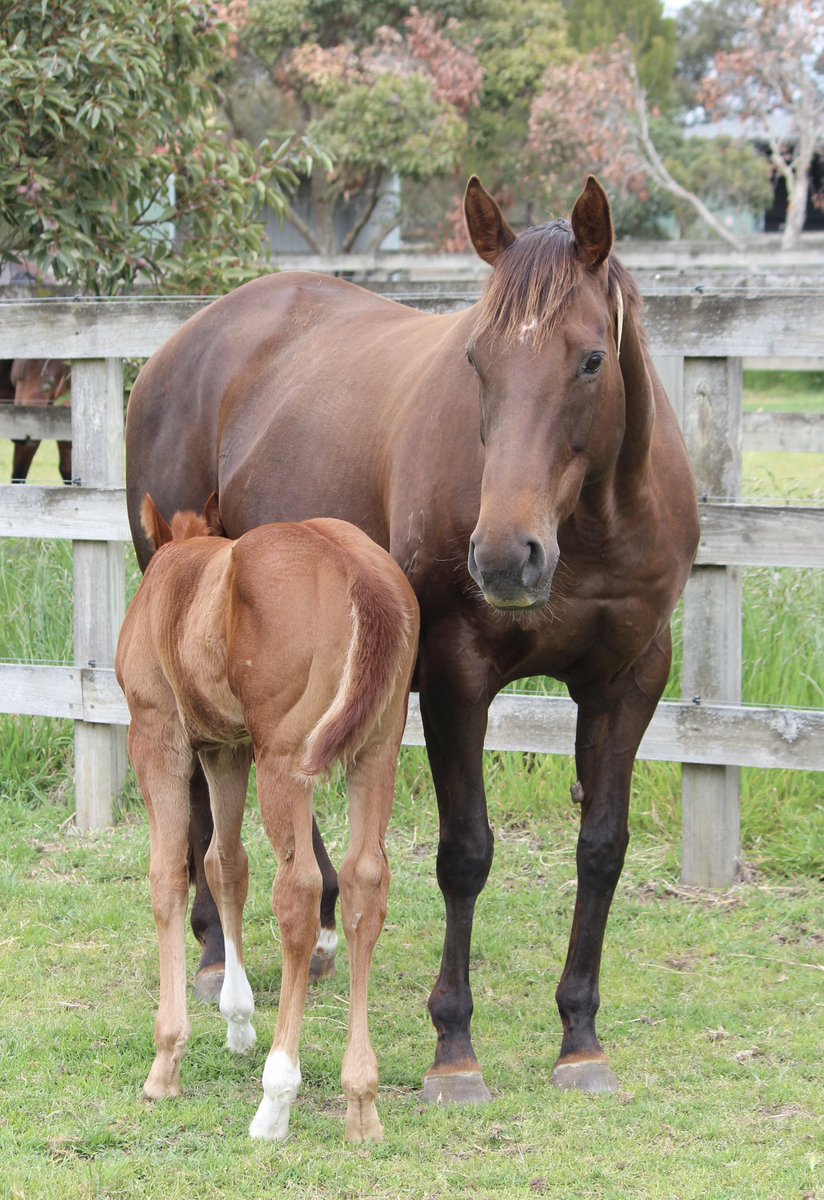 Bit of spunk about this Extreme Warrior colt out of Sepoy mare Who’s Zooming Who <a href="/RosemontStud/">Rosemont Stud</a>