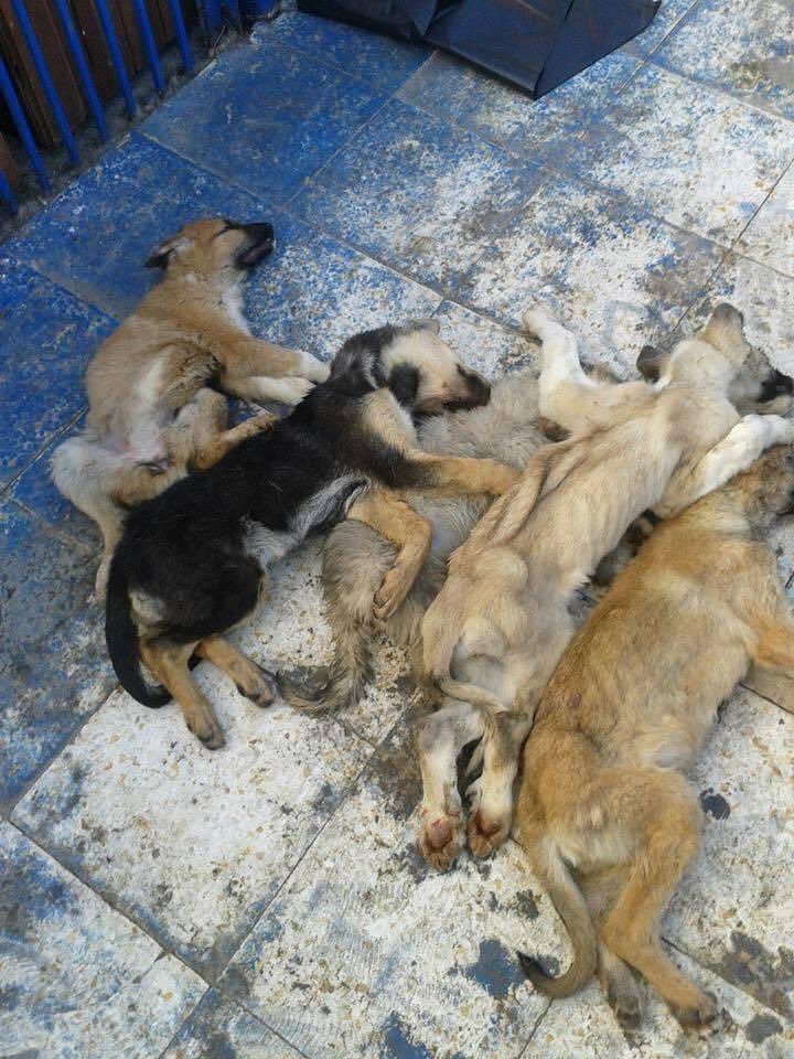 DutYemisBulbul's tweet photo. @enesfiliz_ @elonmusk
#straydogsturkey
#yasayıgericek https://t.co/u3VtUBeElA