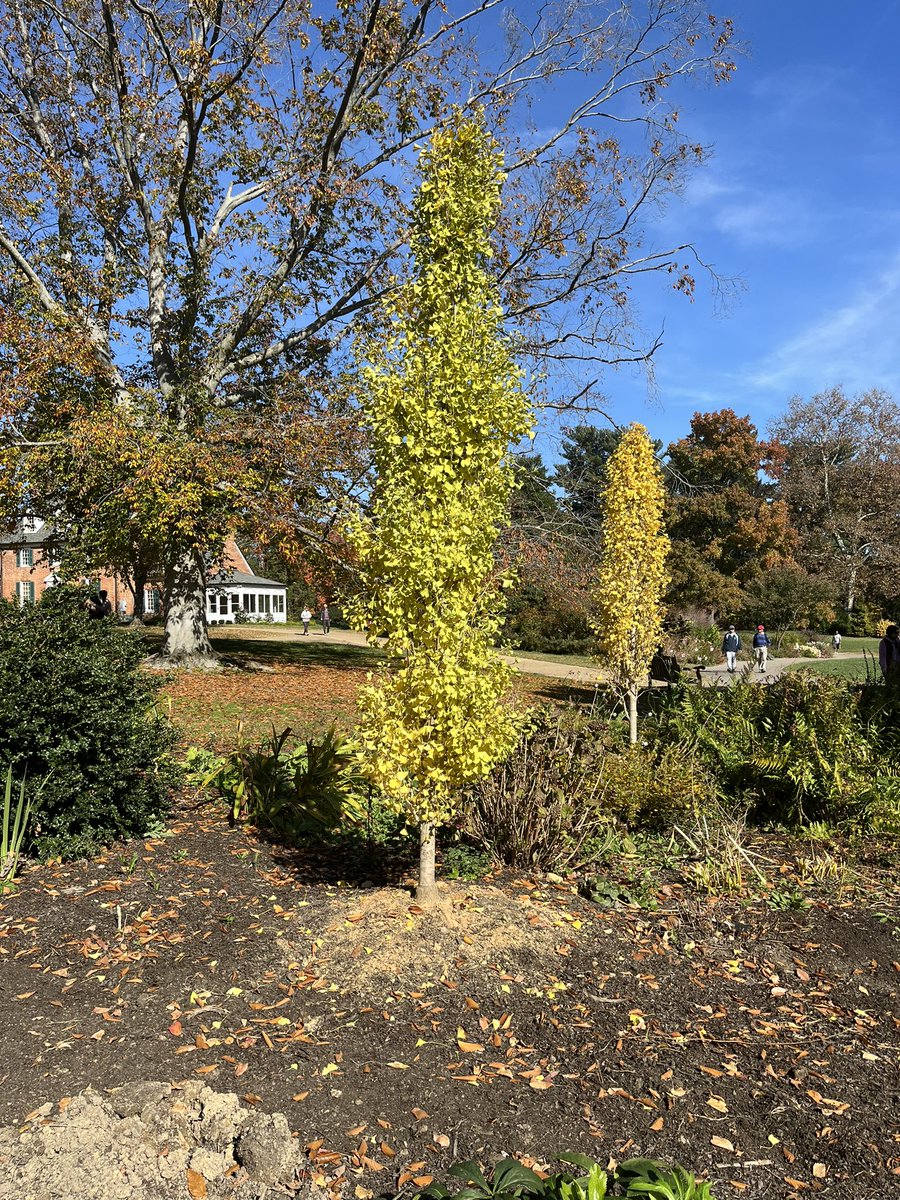 WDCGardener's tweet image. More pics from a glorious fall weekend at #greenspringgardens in Alexandria, VA. #gardendc #fallgarden #autumninthegarden