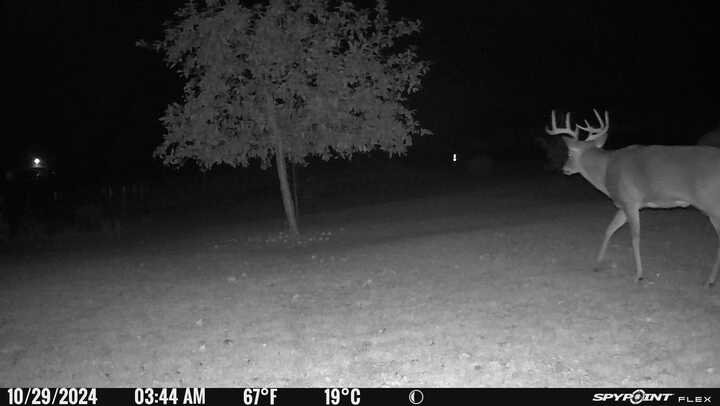 AcaciaWildwood's tweet image. Healthy looking fella #SPYPOINT #IOWA