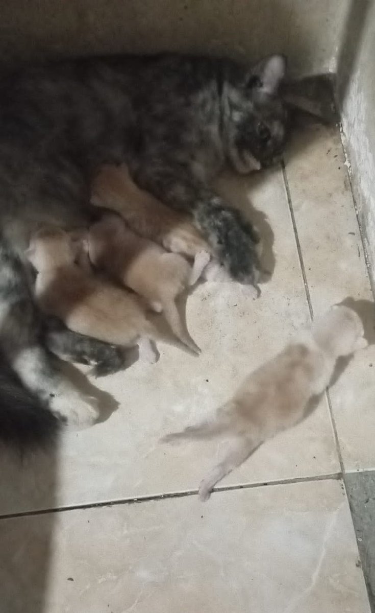 Menambah penguasa alam semesta dengan kehadiran 4Oyen 🤣🤣🤣🤣🤣🤣🤣🤩🤩🤩🤩🤩🤩🤩🤩🤩🤩🤩🤩