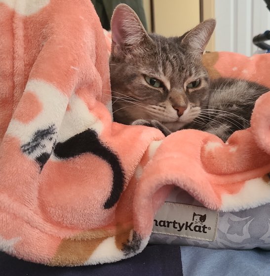 Snug as a Bim in a blanket! Happy Sunday pals😽💕