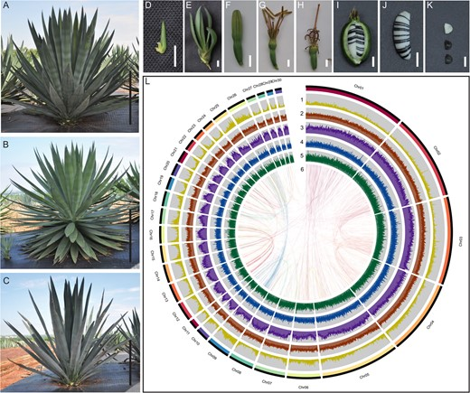 Hortres's tweet photo. This study reveals the genome of CAM plant Agave hybrid, shedding light on CAM evolution &amp; breeding. #CAMEvolution #AgaveGenome #MolecularBreeding @OxfordJournals 
Details:https://t.co/tW4raVDgtM https://t.co/UxbDJG0pLR