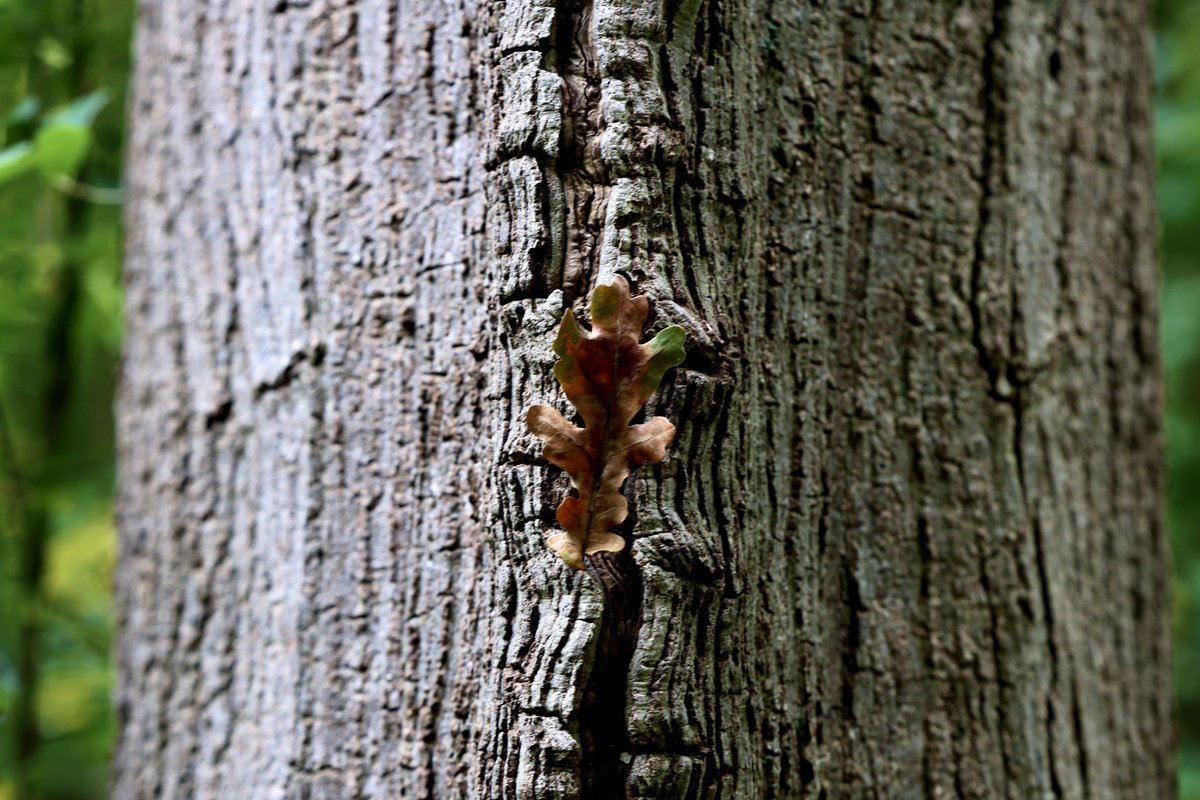 In 1917, Lieutenant Leslie H. Miller, a Canadian soldier, collected acorns from the trees around Vimy Ridge where so many Canadians fought and died. He planted them on his farm in Ontario.  100 years later, acorns from the farm were planted back on Vimy ridge. #veterans #canada