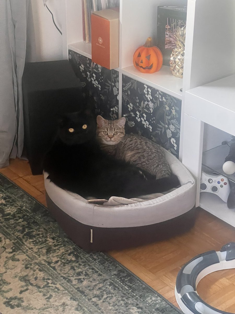 Da komm ich nichts ahnend aus der Küche und finde die beiden kuschelnd vor. Es war so eine gute Entscheidung den kleinen mit aufzunehmen. Er passt so gut hier rein zu uns 🥹 (obwohl er immer den Fernseher attackiert wenn ich was schaue und ein Sturkopf ist).