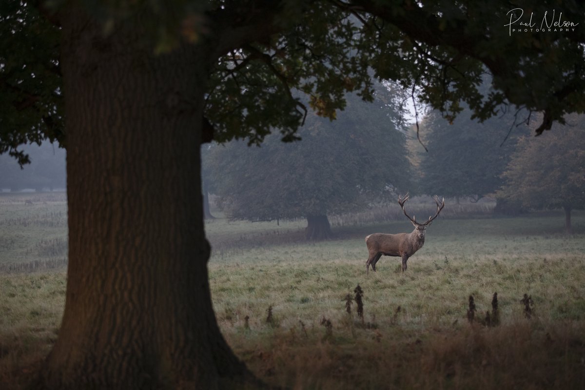 Went to Studley Royal Deer Park recently and loved it. Some class conditions on the morning for catching the deer.