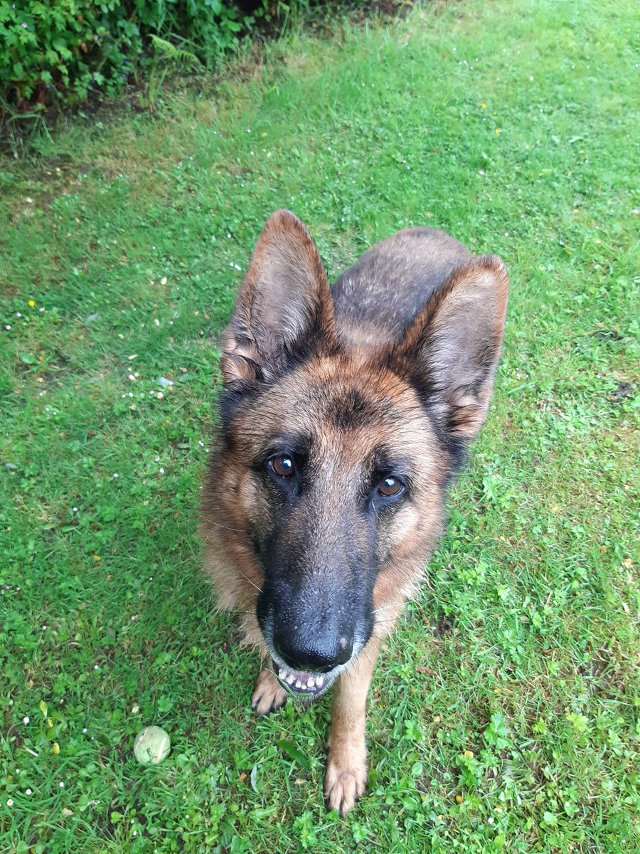gsrescueelite's tweet photo. Goldie is 8yrs old and she was found with 10 other #dogs in abandoned property, Goldie can live with older kids and is a sweet but shy girl who deserves a comfortable retirement 
#GermanShepherd #Cornwall 
https://t.co/F4yi0PkUw9 https://t.co/RDLkJ0Cl8M