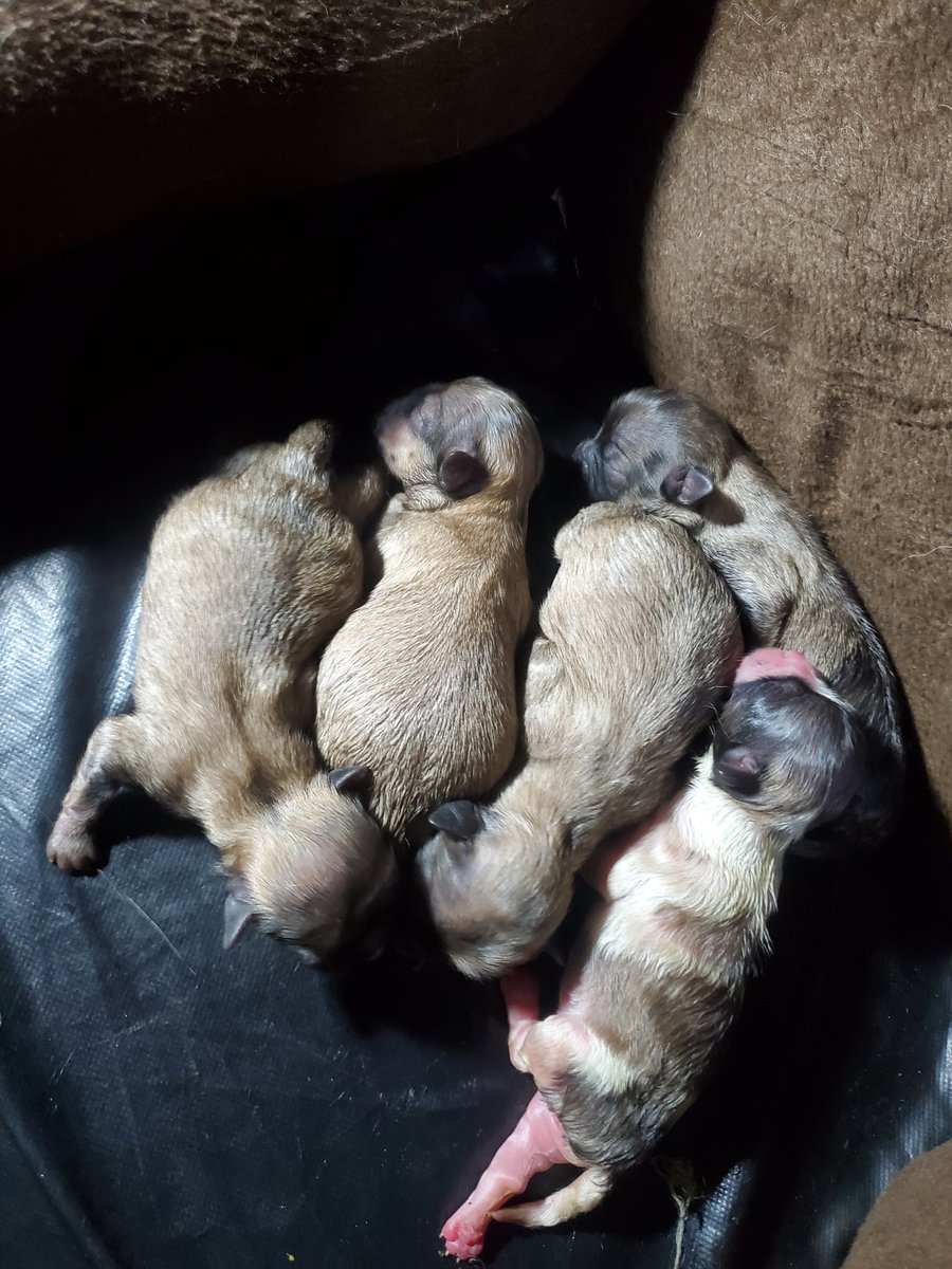 jadetozade's tweet photo. Tatay na ang pablo ko 🥹 ano naman kaya papangalan ko sa mga bebe na 'to 😭

Isa lang nakakuha ng color ni mikmik, the rest pablo line na 😆 https://t.co/THm6Unli2z
