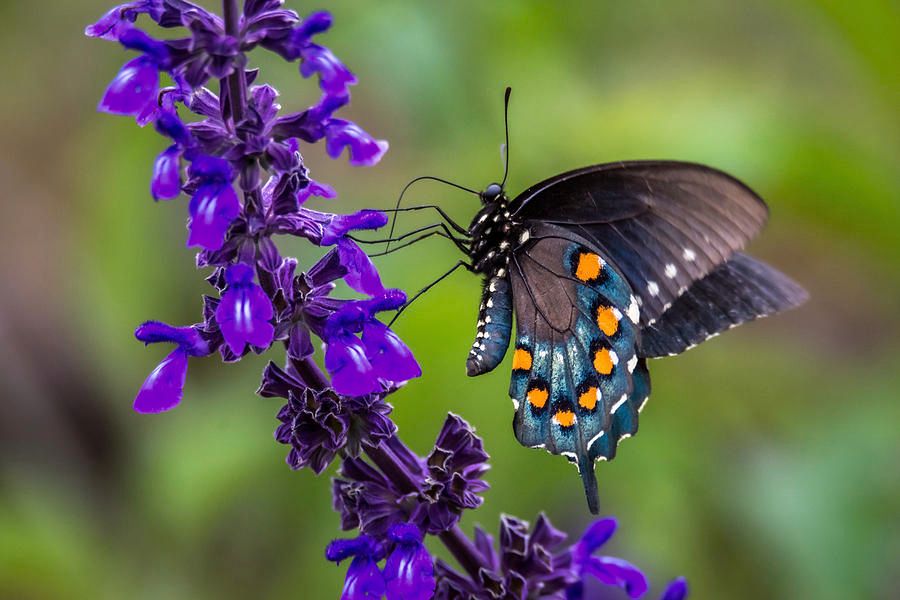 DebraMartz's tweet photo. "Pipevine Swallowtail Butterfly on Purple Flowers" Art Print by Debra Martz
#RBandMe #RedbubbleShop #FindYourThing

GET-IT-HERE: https://t.co/USs7GhnS8V

#pipevine #swallowtail #butterfly #purple #flowers #nature #photography #PhotographyIsArt #BuyIntoArt #WallArt #HomeDecoration https://t.co/3J1R3sevHr