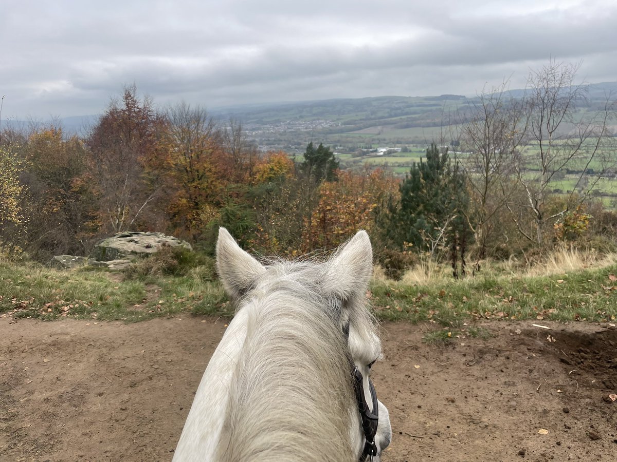 The best view 🐴🐦❤️
