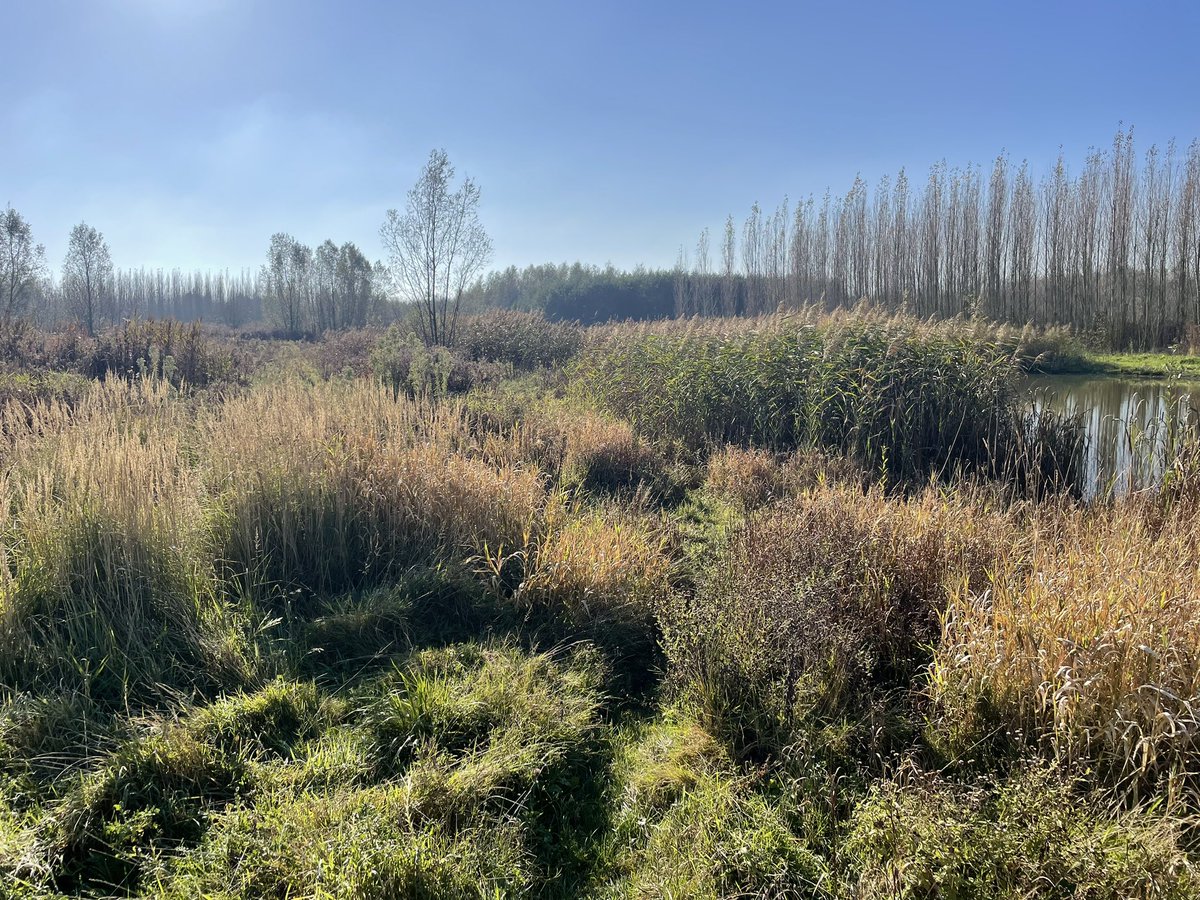 Groenehartstoc1's tweet photo. Het #Bentwoud biedt de mogelijkheid om te #struinen. Dus van de gebaande en verharde #paden af en zelf je weg zoeken. Dus vandaag een onverharde wandeling met onverwachte ontmoetingen, zoals een groep #damherten. https://t.co/CWnZHHcEv4