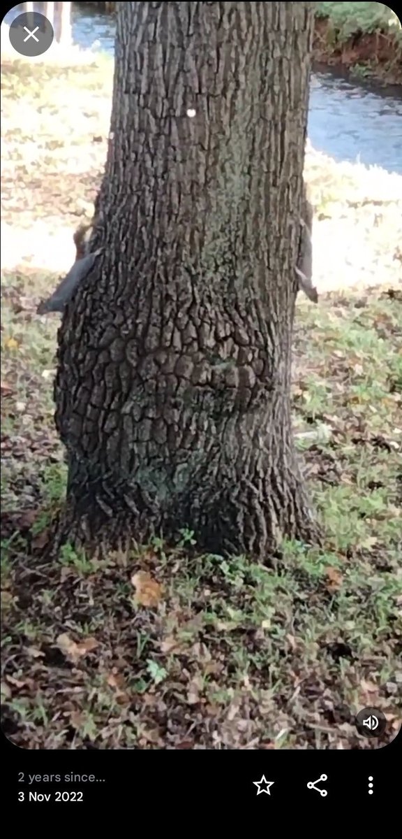 WeKnow_1234's tweet image. My phone just reminded me... two years ago today I was over in Birmingham, and recorded this 🐿️🥜🚨😂

#SquirrelArmy #Peanut #Pnut