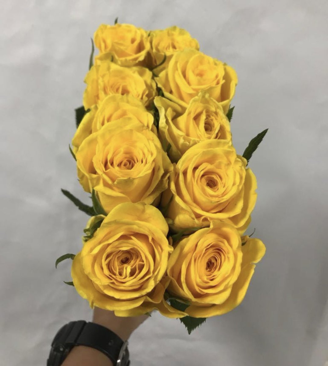 Ashstore_sd's tweet photo. Yellow roses bloom with joy, brightening hearts and friendships anew💛 https://t.co/dKnX8Ee7Ap