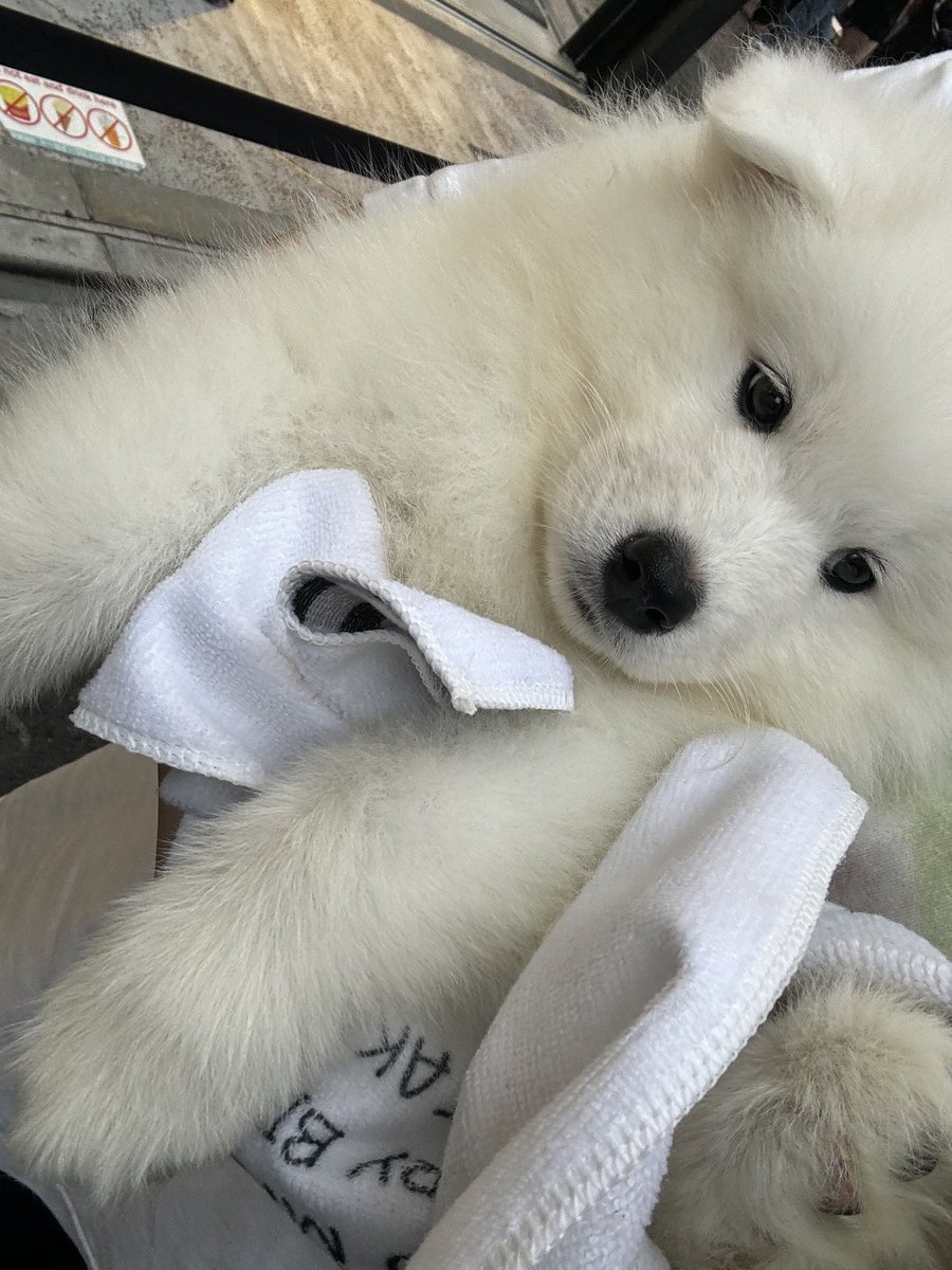 ジェノちゃんが大人気すぎて…！ 通知を見てびっくりいたしました