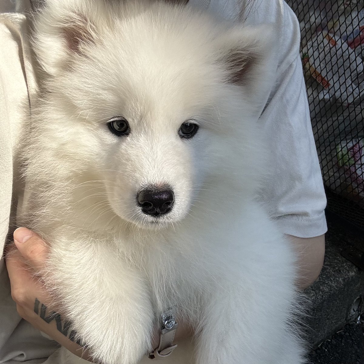 ジェノちゃんが大人気すぎて…！ 通知を見てびっくりいたしました