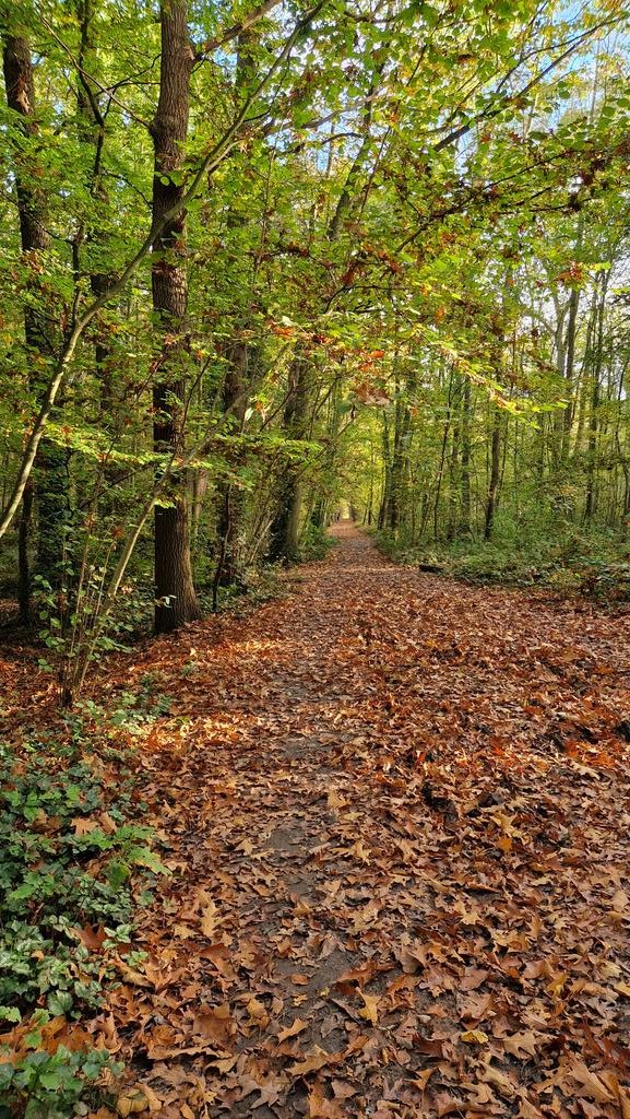ThomasDeRijdt's tweet photo. #vrtweer #barebeek #kampenhout #zemst 13 graden https://t.co/A1ZweFwAxs