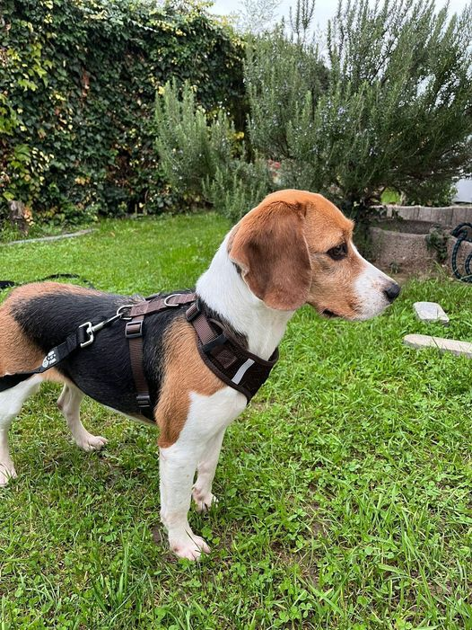 BETTY entlaufen
55411 Bingen am Rhein, Sponsheim
02.11.2024
EXTREM ÄNGSTLICHE Hündin entlaufen in Bingen Sponsheim, Ringstraße /Römerstraße
Bei Sichtung den Hund bitte ignorieren, nur beobachten und direkt  anrufen:
0171-8978756
oder      0173-3255365
oder      0162-7950663