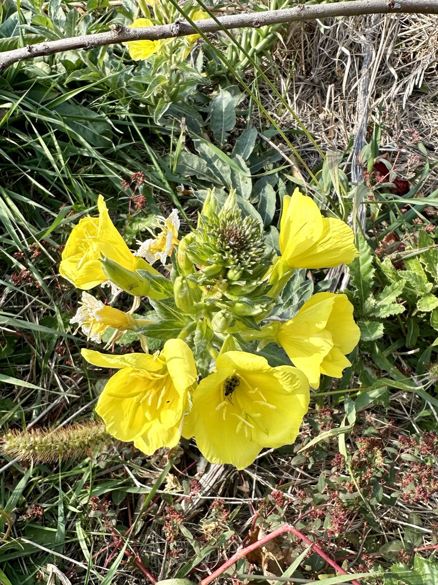 Trailwalker tweet media