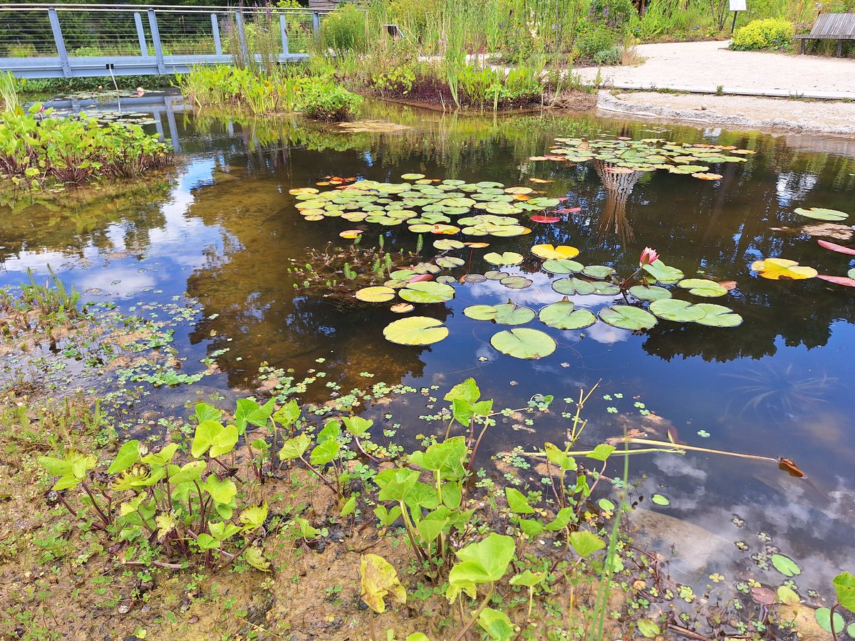 I'm sorry I can't be there in person today, but I'm there in spirit, no single person has the answer to the water cycle's problems but keeping all the conversations going will find the right path. The photo is the wildlife pond at RHS Wisley.
#MARCHFORCLEANWATER